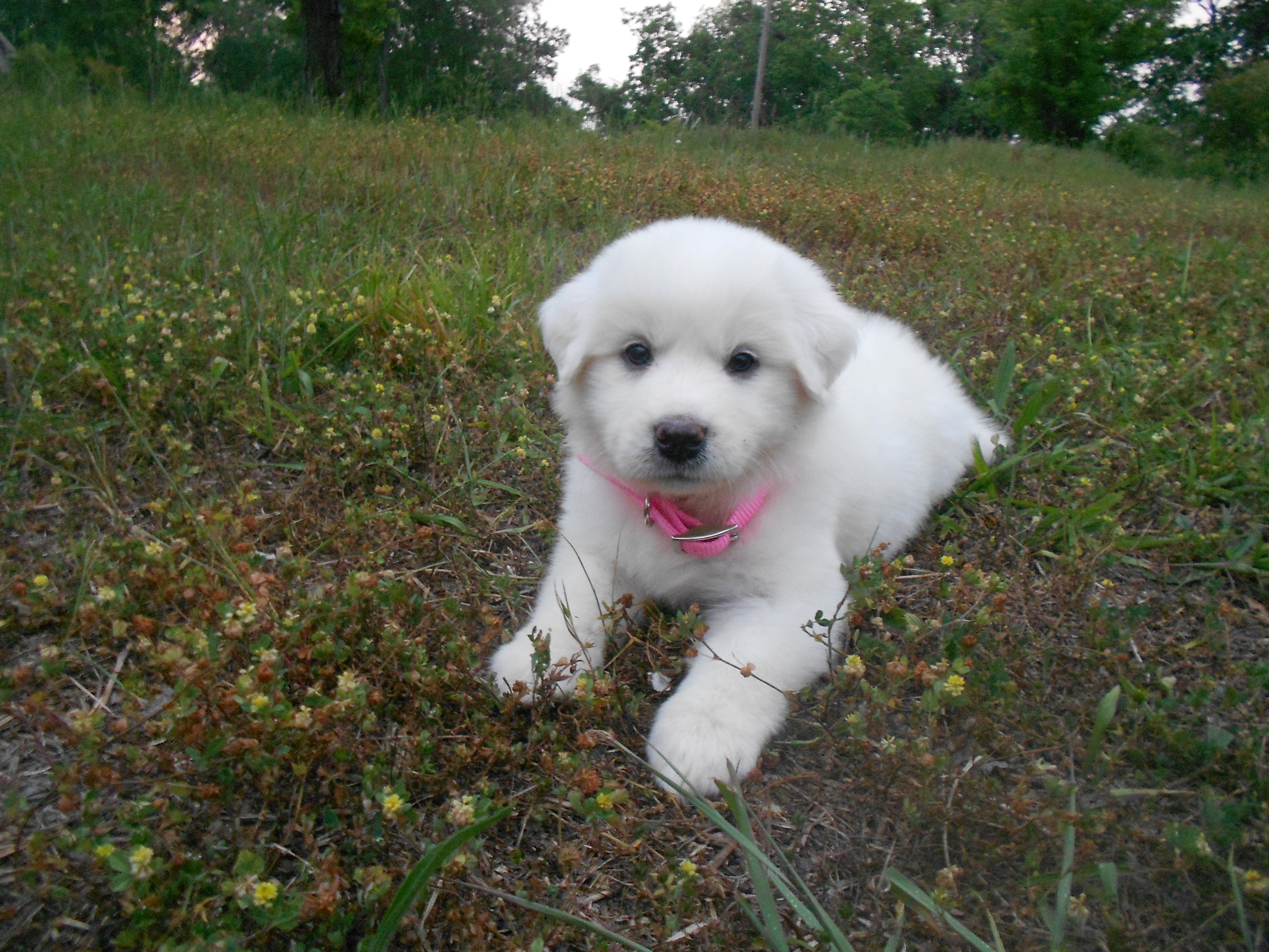 great white pyrenees puppies