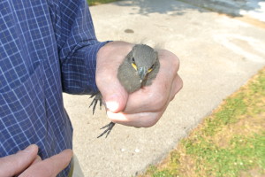 taming a cat bird